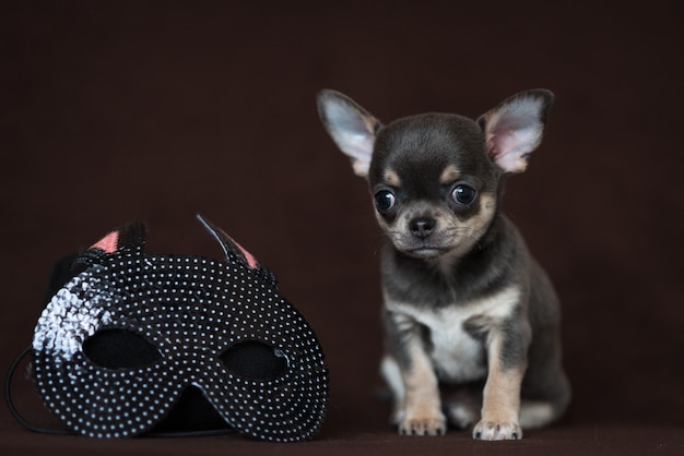 Szczeniak Chihuahua Niebieski Z Maską Karnawałową. Mardi Gras.