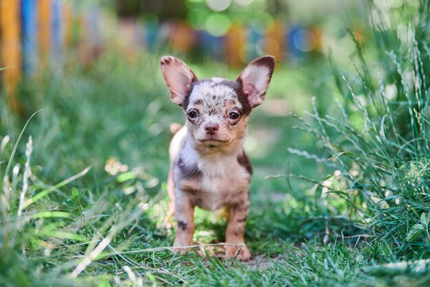 Szczeniak Chihuahua, piesek w ogrodzie. Śliczny mały piesek na trawie