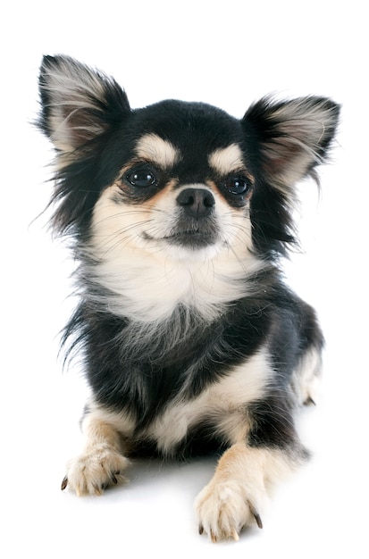 szczeniak chihuahua