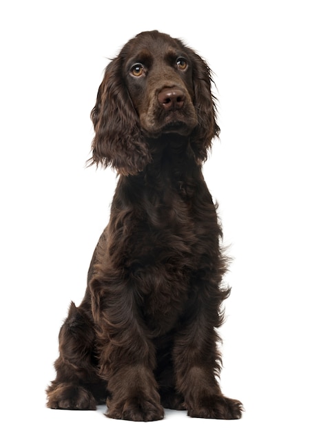 Szczeniak Cocker Spaniel angielski siedzi
