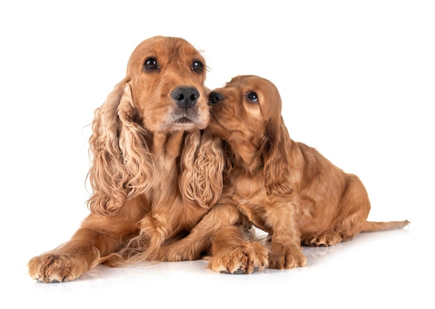 Szczeniak Cocker Spaniel I Mama