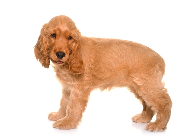 szczeniak cocker spaniel