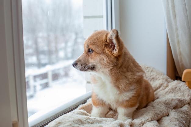 Szczeniak Corgi Siedzi Na Oknie I Wygląda Przez Okno