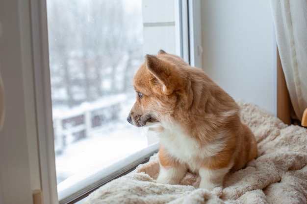 Szczeniak Corgi siedzi na oknie i wygląda przez okno