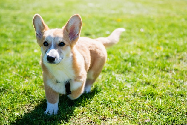 Szczeniak Corgi Spaceruje Po Zielonym Trawniku W Słoneczny Dzień