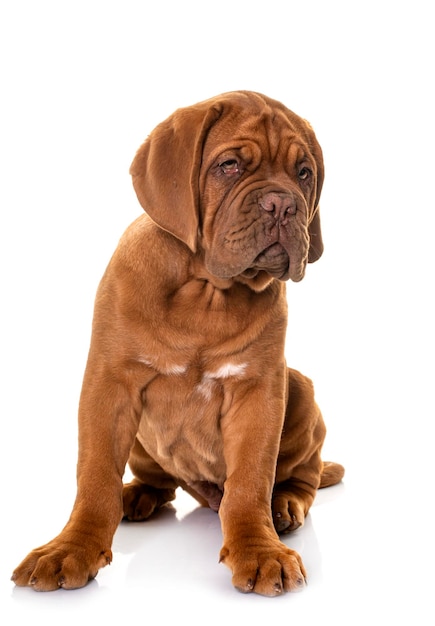 Szczeniak Dogue De Bordeaux