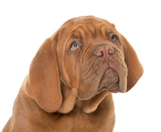 Szczeniak Dogue de Bordeaux