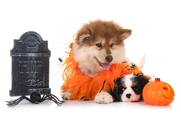 Szczeniak fiński lapphund i cavalier king charles