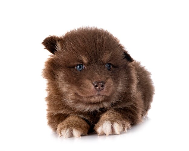 Szczeniak Fiński Lapphund w studio