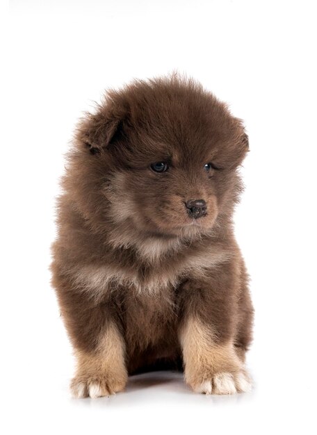 Szczeniak Fiński Lapphund w studio