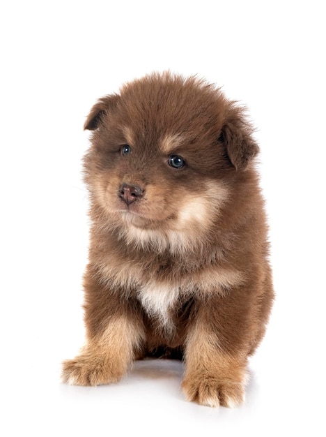 Szczeniak Fiński Lapphund w studio