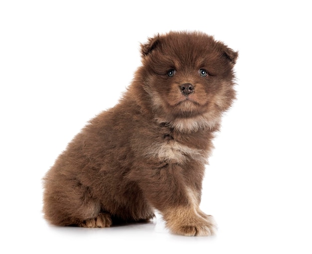 Szczeniak Fiński Lapphund w studio