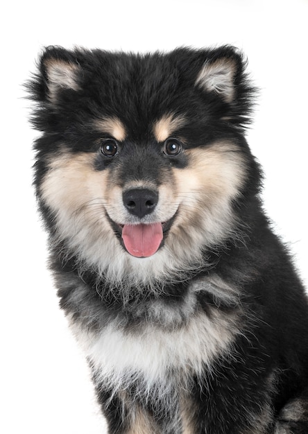 Szczeniak Fiński Lapphund