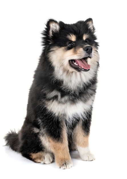 szczeniak fiński Lapphund