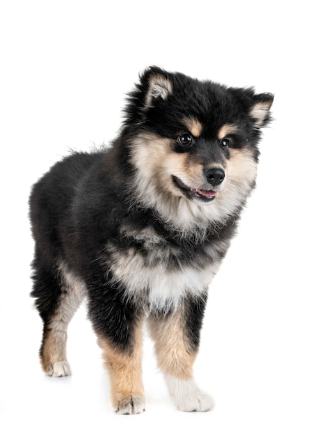 szczeniak fiński Lapphund