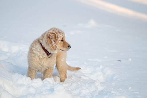 szczeniak golden retriever bawiący się na śniegu