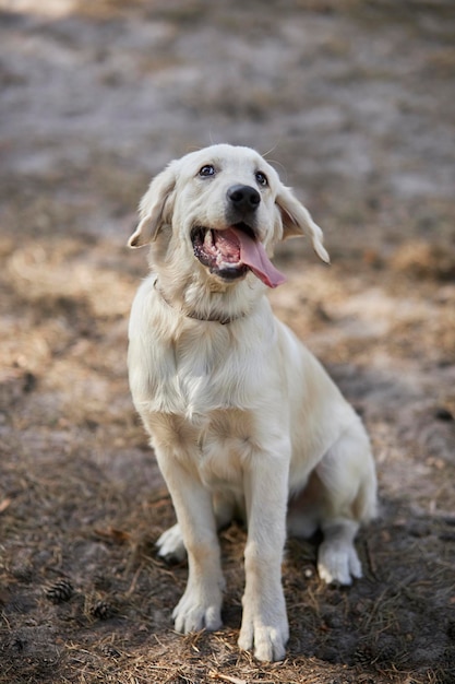 Szczeniak golden retriever Szczeniak golden retriever z wystającym różowym językiem