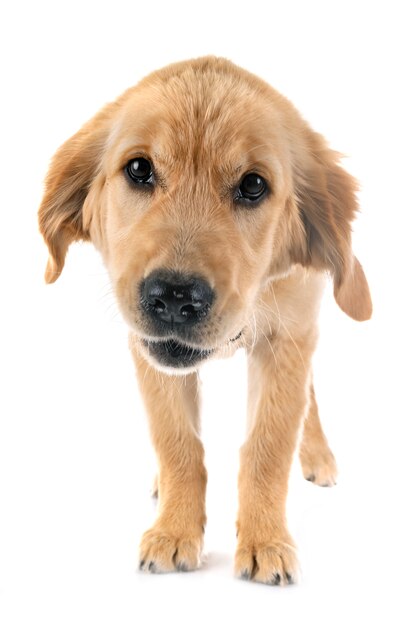 Szczeniak golden retriever