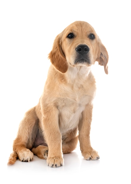 Szczeniak golden retriever