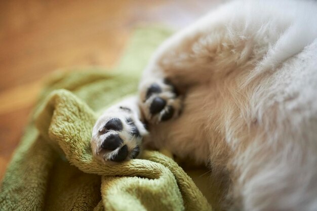 szczeniak golden retrievera Śliczny szczeniak golden retrievera