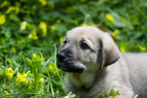 Szczeniak hiszpański mastiff w pozycji leżącej