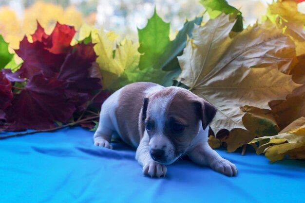 Szczeniak Jack Russell słodki i zabawny