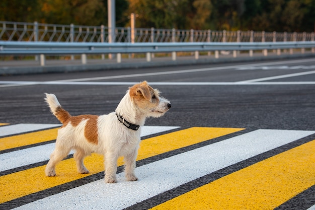 Szczeniak Jack Russell Terrier biegnie samotnie na przejściu dla pieszych po drugiej stronie ulicy