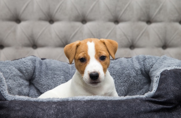 Szczeniak Jack Russell Terrier jest chłodny w domu