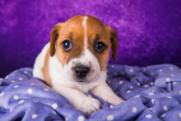 Szczeniak Jack Russell Terrier na fioletowym