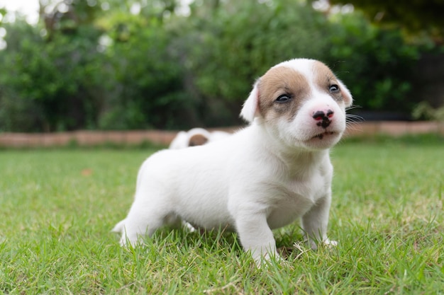 Zdjęcie szczeniak jack russell terrier na trawniku w pobliżu domu szczęśliwy pies z poważnym spojrzeniem na twarz