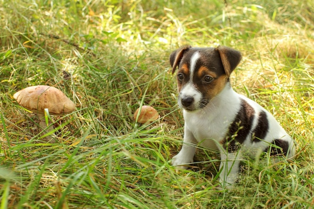 Szczeniak Jack Russell Terrier w niskiej leśnej trawie, oświetlony słońcem, obok niej dwa grzyby.