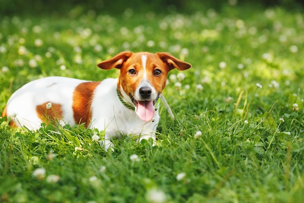 Szczeniak Jack Russell wydął język.