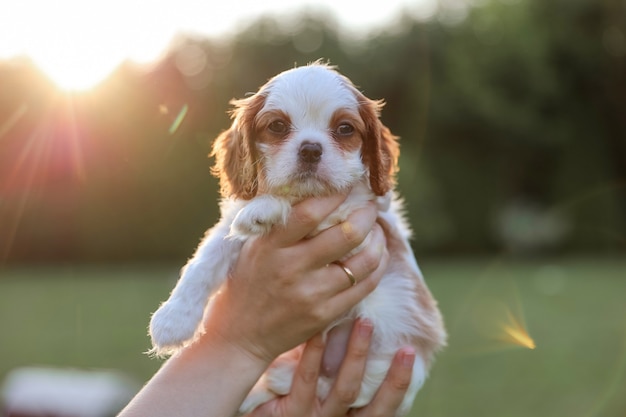 Szczeniak King Charles Spaniel Na Rękach Na Tle Natury