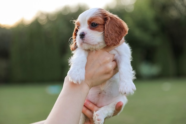 Szczeniak King Charles Spaniel Na Rękach Na Tle Natury