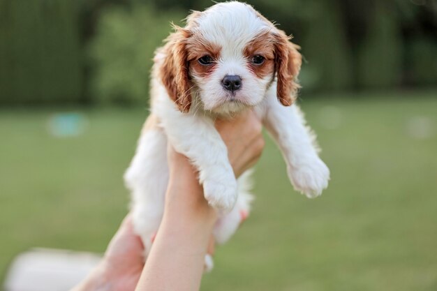 Szczeniak King Charles Spaniel Na Rękach Na Tle Natury