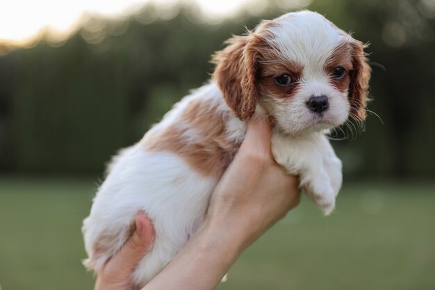 Szczeniak King Charles Spaniel Na Rękach Na Tle Natury