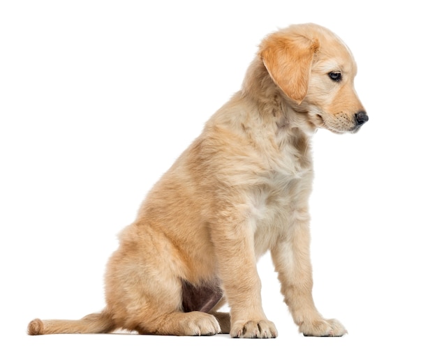 Szczeniak Labrador krzyżówka, siedzi i patrzy w dół, na białym tle