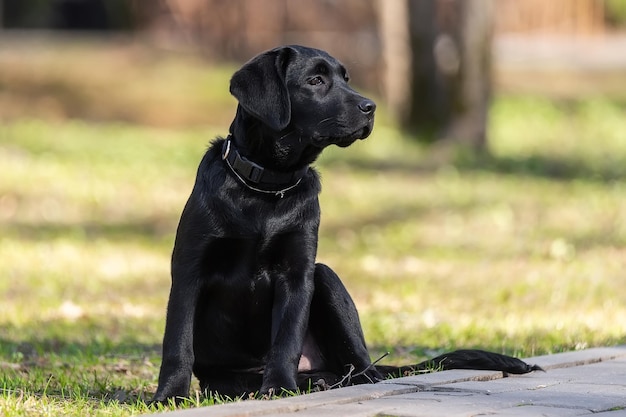 Szczeniak Labrador Retriever na trawiex9