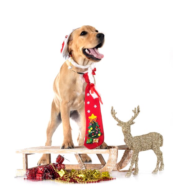 szczeniak labrador retriever przed białym tle
