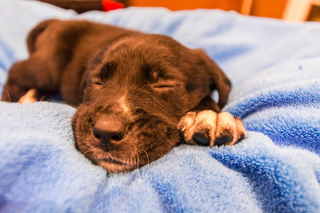 Szczeniak Labrador Retriever