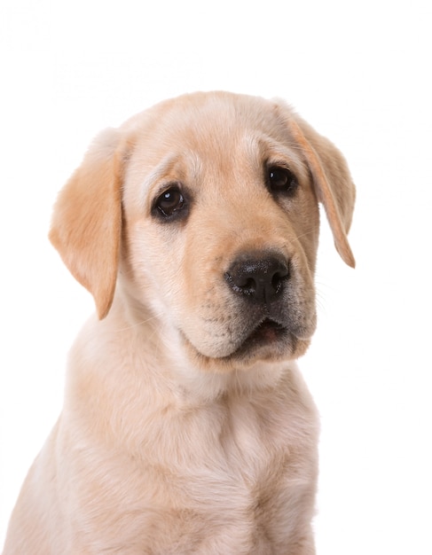 Szczeniak Labrador retriever