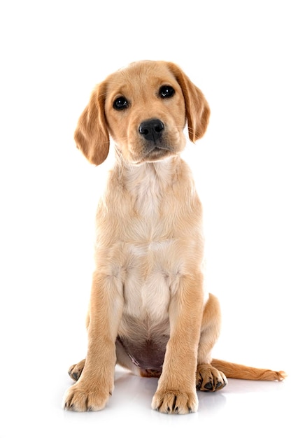 szczeniak labrador retriever