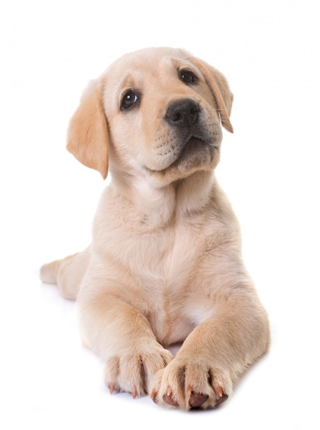 szczeniak labrador retriever