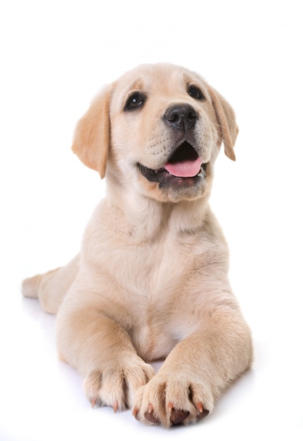 Szczeniak Labrador Retriever