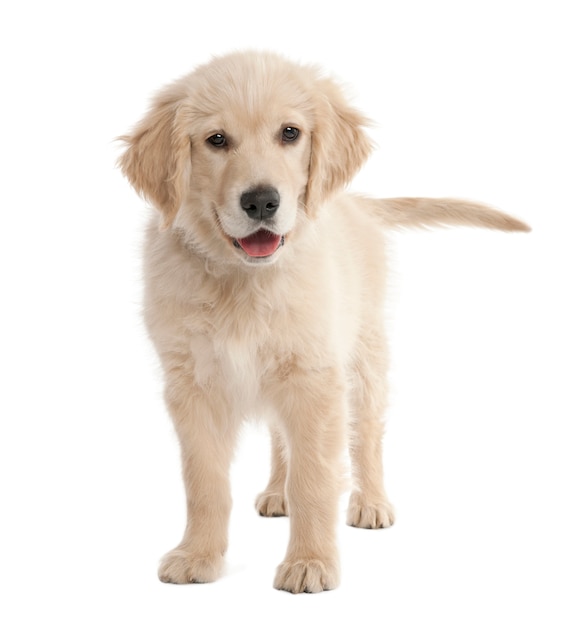 Szczeniak Labrador