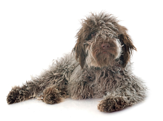 Szczeniak Lagotto Romagnolo