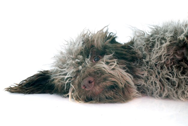 szczeniak Lagotto Romagnolo