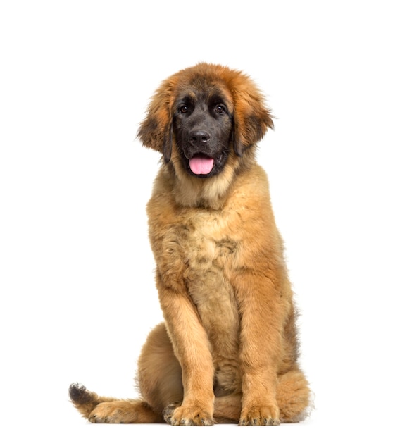 Szczeniak Leonberger, 4 miesiące, siedzący na białym tle