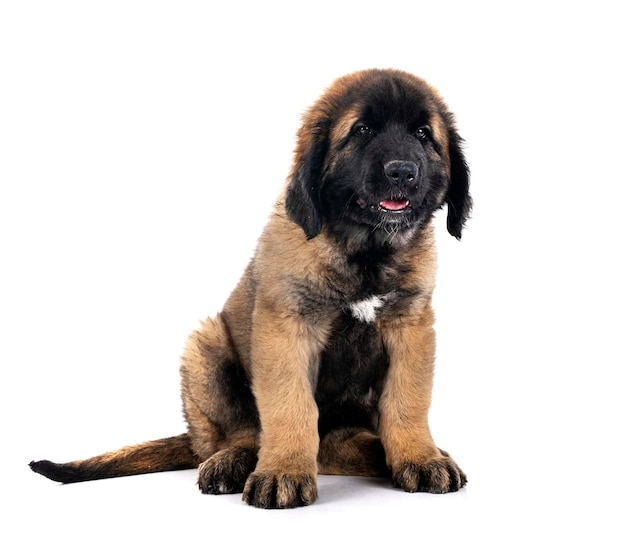 Szczeniak Leonberger w studio