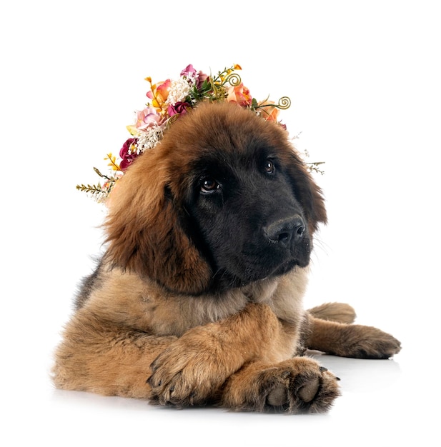 Szczeniak Leonberger W Studio